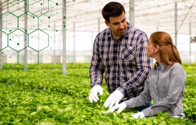 Advantages of Agriculture Consulting Services for MENA-based Enterprises