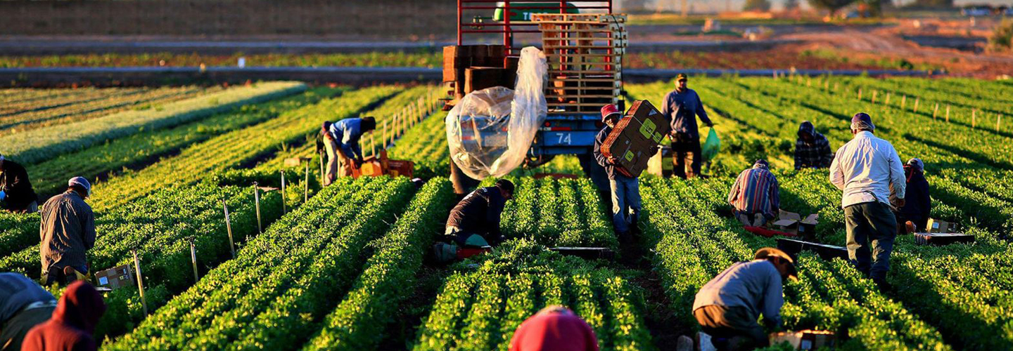 Optimising Labour Use in Agriculture: Enhancing Efficiency through Workforce Management and Technology