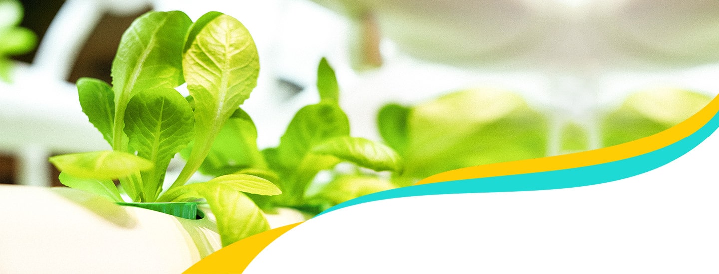 Sustainable Farming Answer to Middle East’s Agriculture Needs