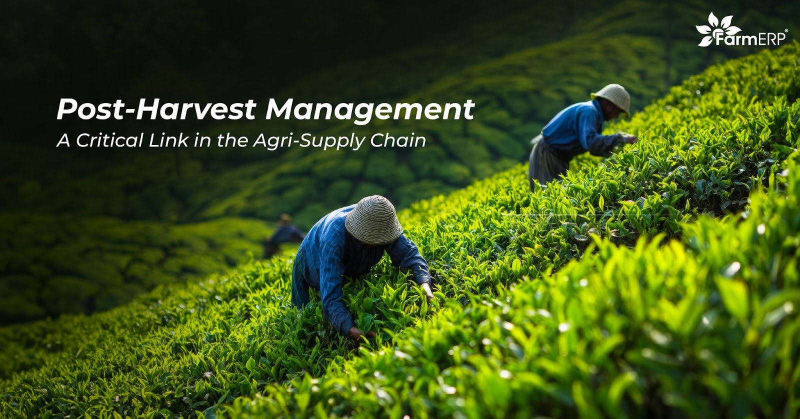 Post-Harvest Management: A Critical Link in the Agri-Supply Chain